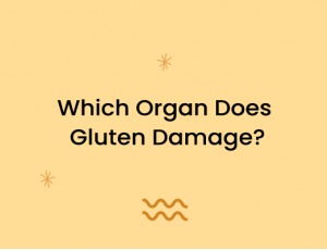 Which Organ Does Gluten Damage?