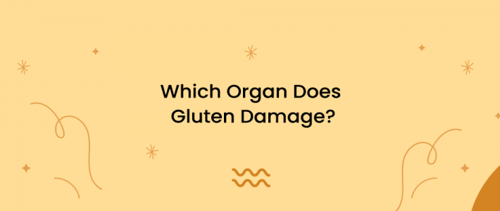 Which Organ Does Gluten Damage?